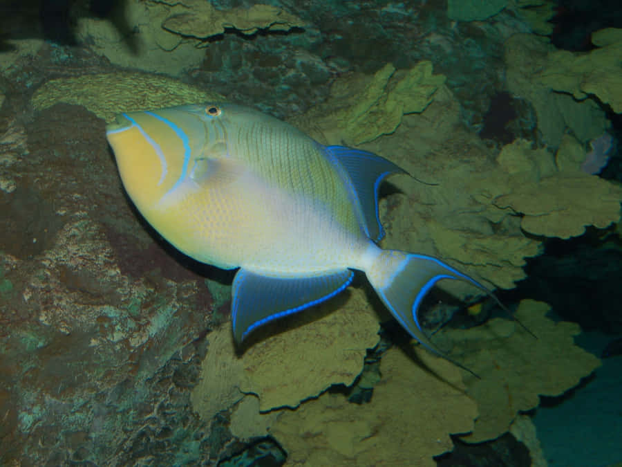 En farverig triggerfisk glider forbi koral i en undervandsscene. — Triggerfish Wallpapers
