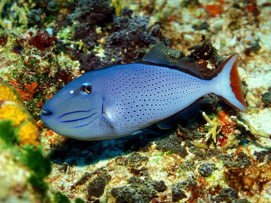Blau gepunkteter Fisch mit rotem Schwanz schwimmt in der Nähe eines Korallenriffs — Triggerfish Wallpaper