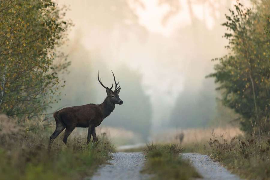 Um cervo fica em um caminho florestal enevoado ao amanhecer com árvores douradas de outono. — Trilha Papéis de Parede