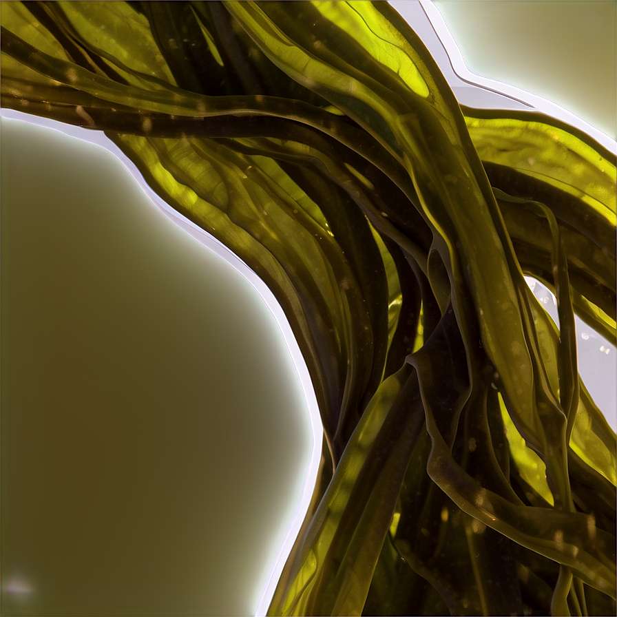Durchscheinende grüne Seetangstränge, die mit Gegenlicht in Unterwasserumgebung leuchten — Trommelkraut Wallpaper