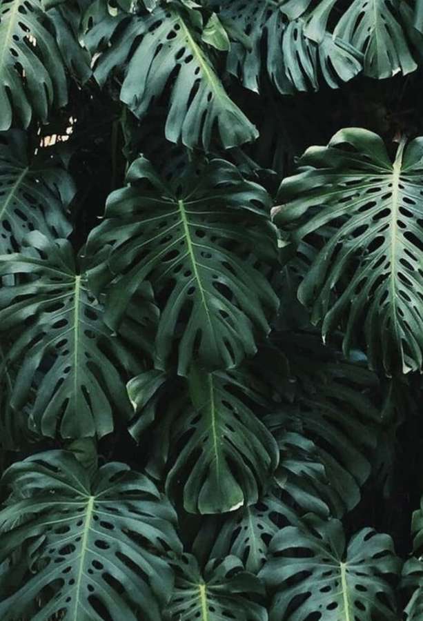 Close-up of monstera leaves with natural holes and deep green color. — Tropical Plants Wallpaper