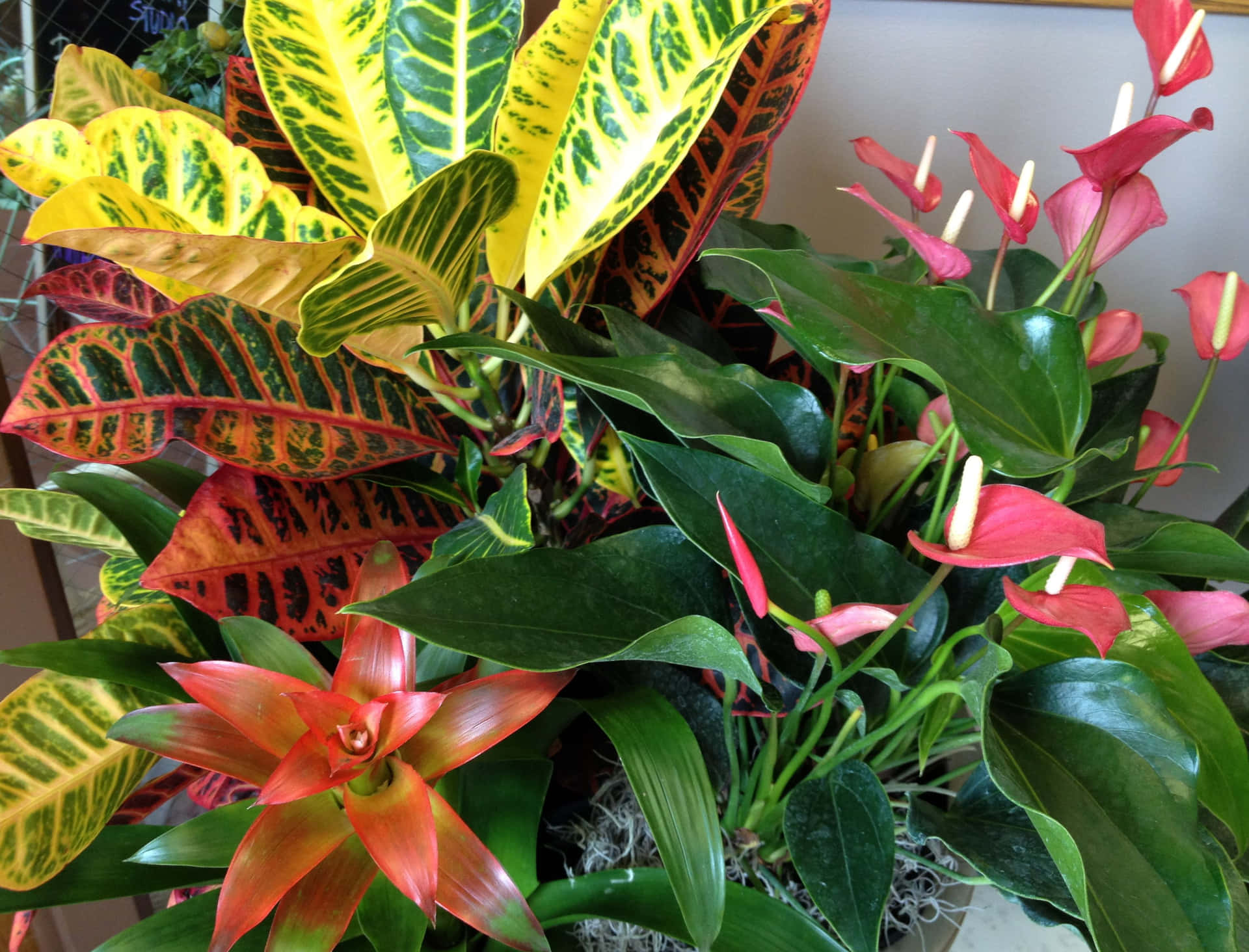Tropical Plants Pictures Wallpaper