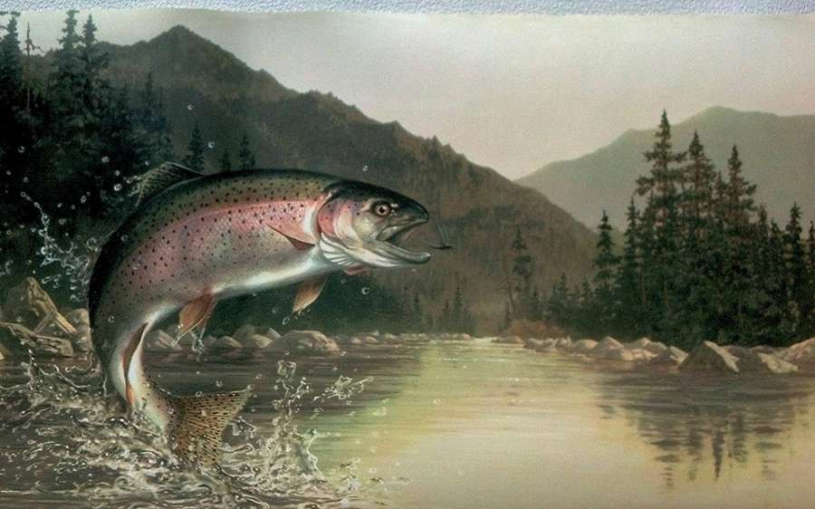Rainbow trout jumping out of a mountain river with pine trees and hills in background. — Trout Background