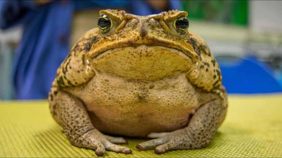 True Toad Achtergrond