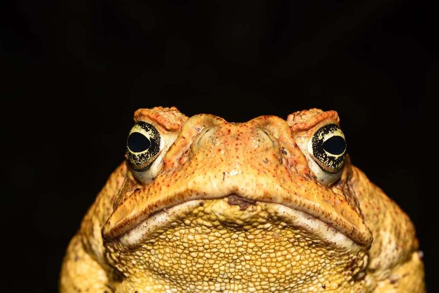 Close-up of a toad's face with detailed skin texture and large eyes. — True Toad Wallpaper