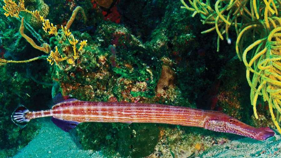 A pink pipefish with white stripes swims among colorful coral underwater. — Trumpetfish Wallpaper