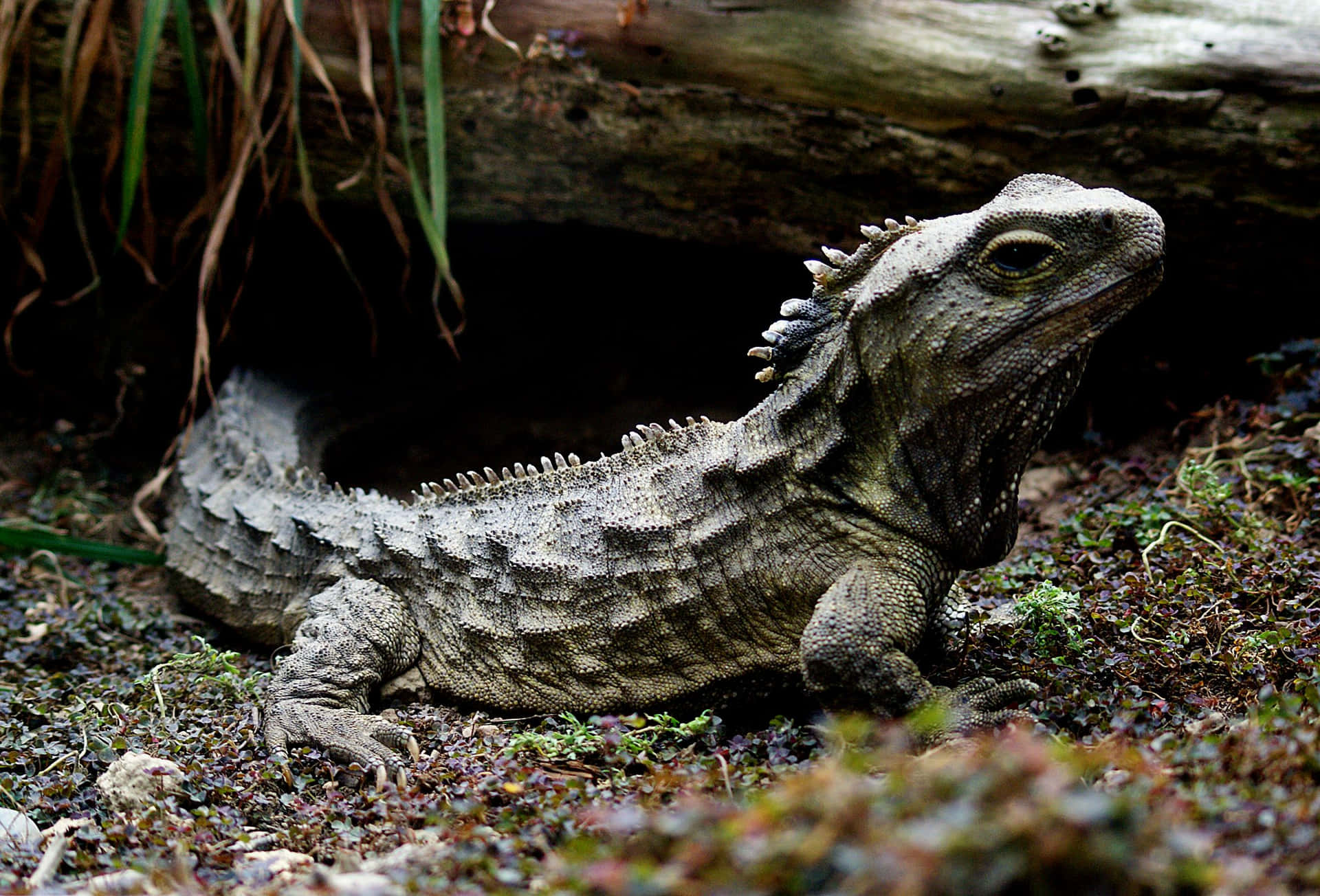 Tuatara Achtergrond