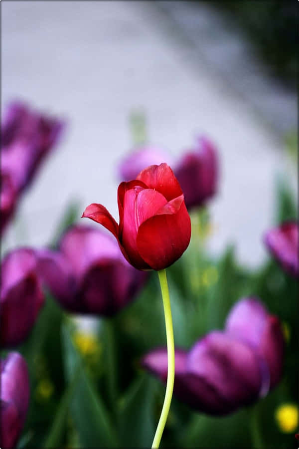 Tulip Iphone Wallpaper