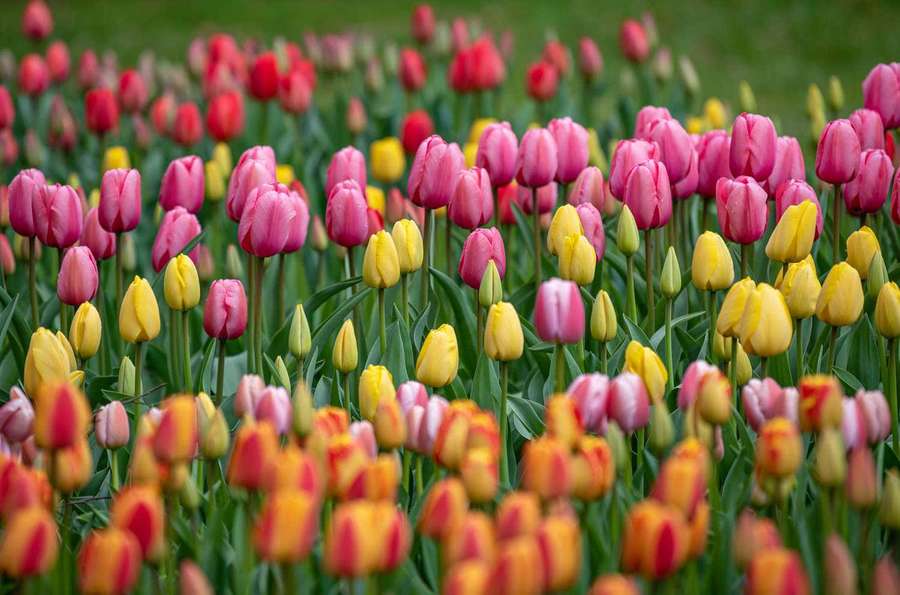 Field of colorful tulips in bloom during springtime. — Tulip Picture