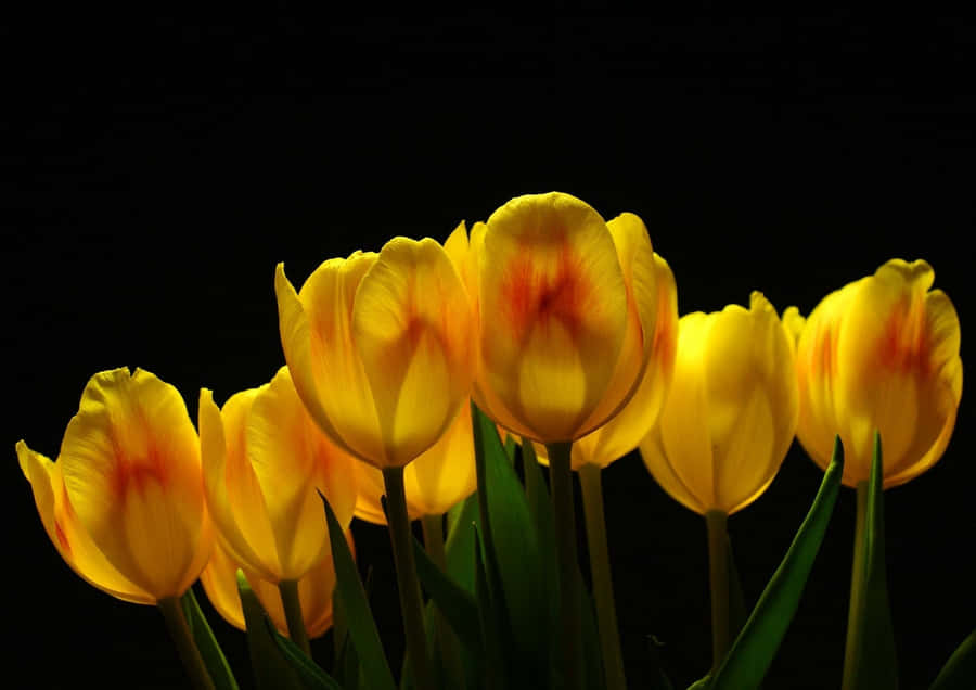 Tulipanes Amarillos Fondo de pantalla