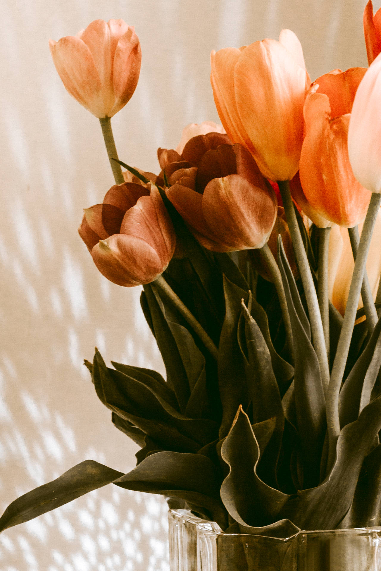 Tulipano Sfondo