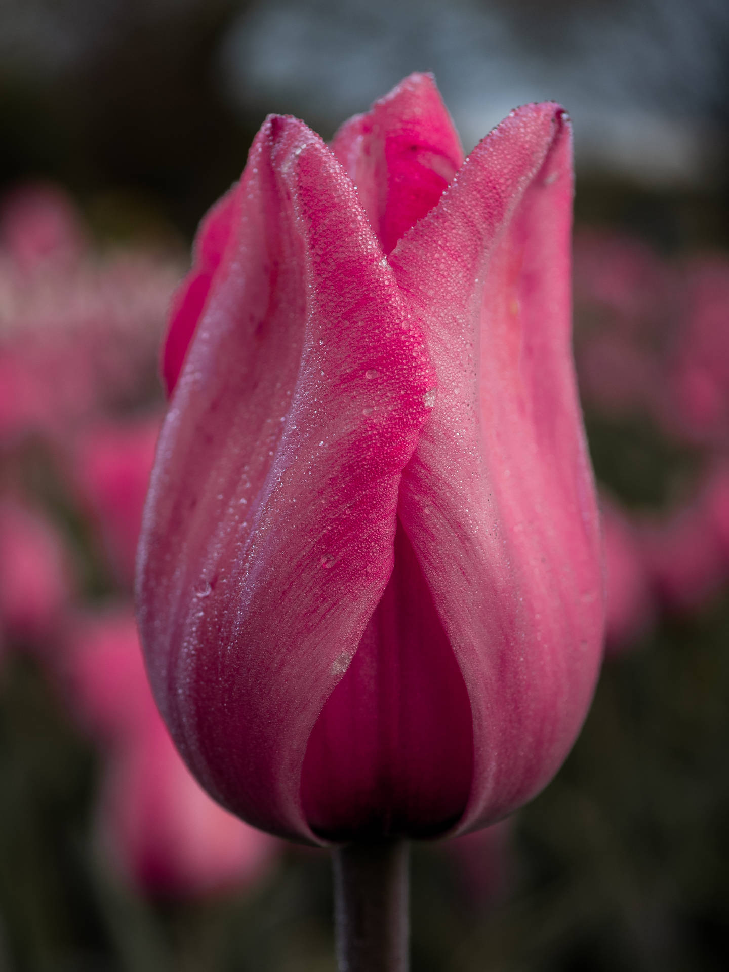 Tulipe Fond d'écran