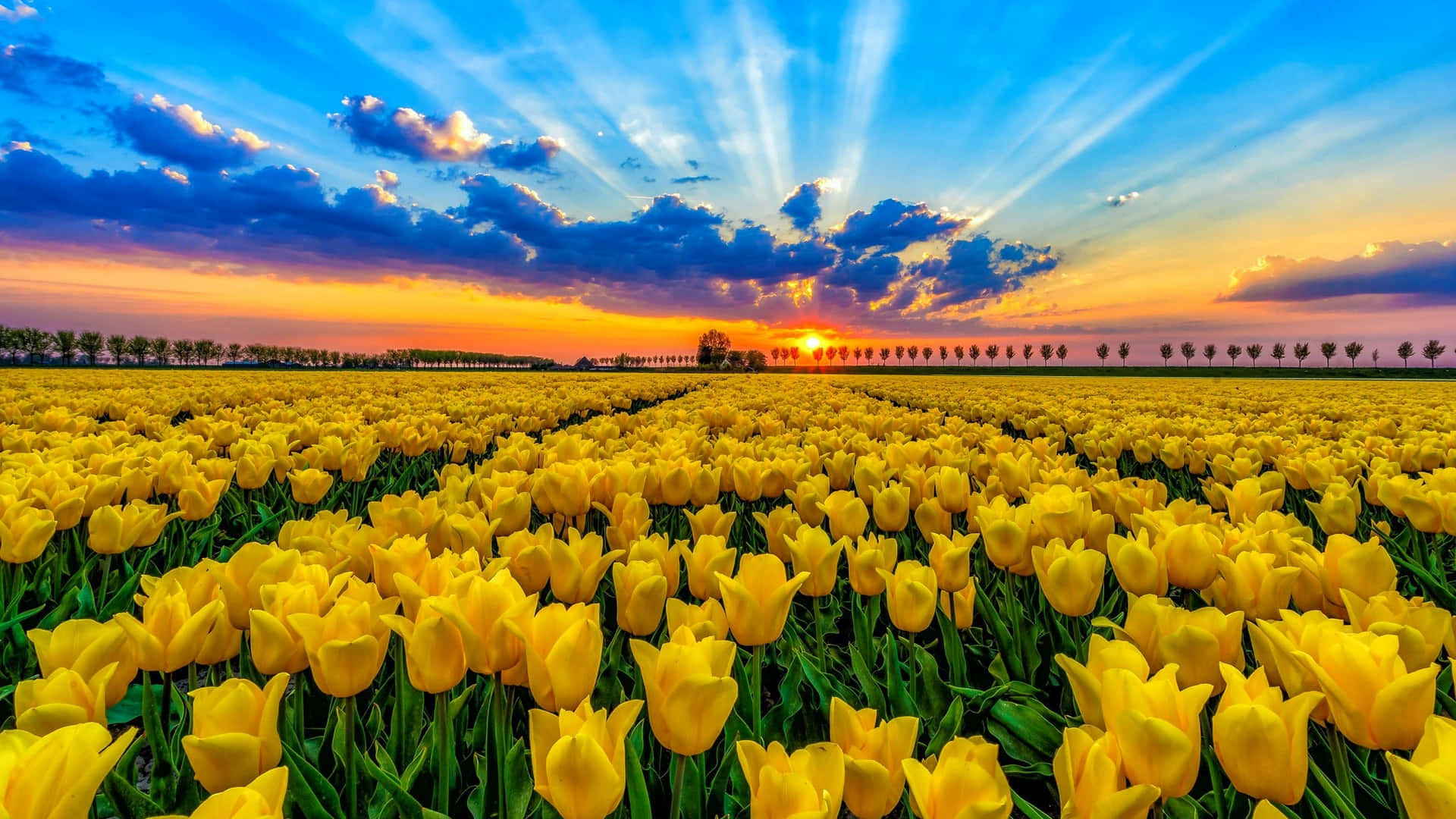 Tulipes Jaunes Fond d'écran