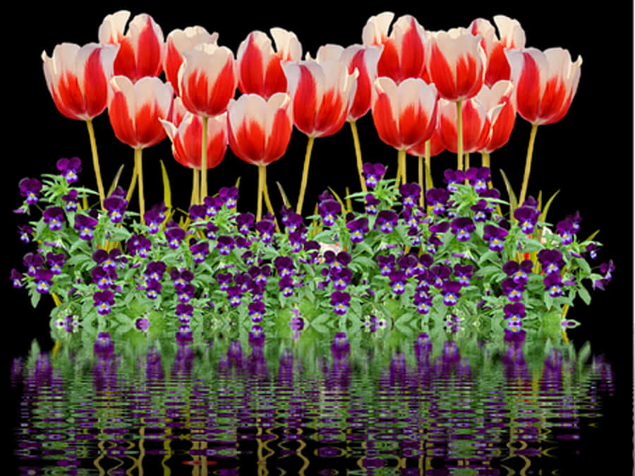 Tulips Png