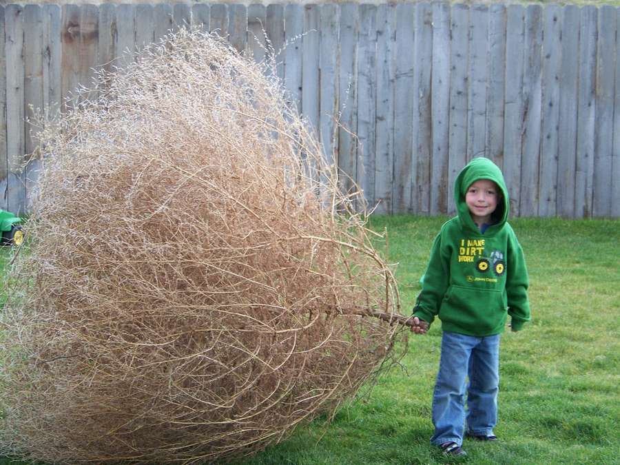 Young boy holding large bundle of dry twigs in grassy yard — Tumbleweed Wallpaper