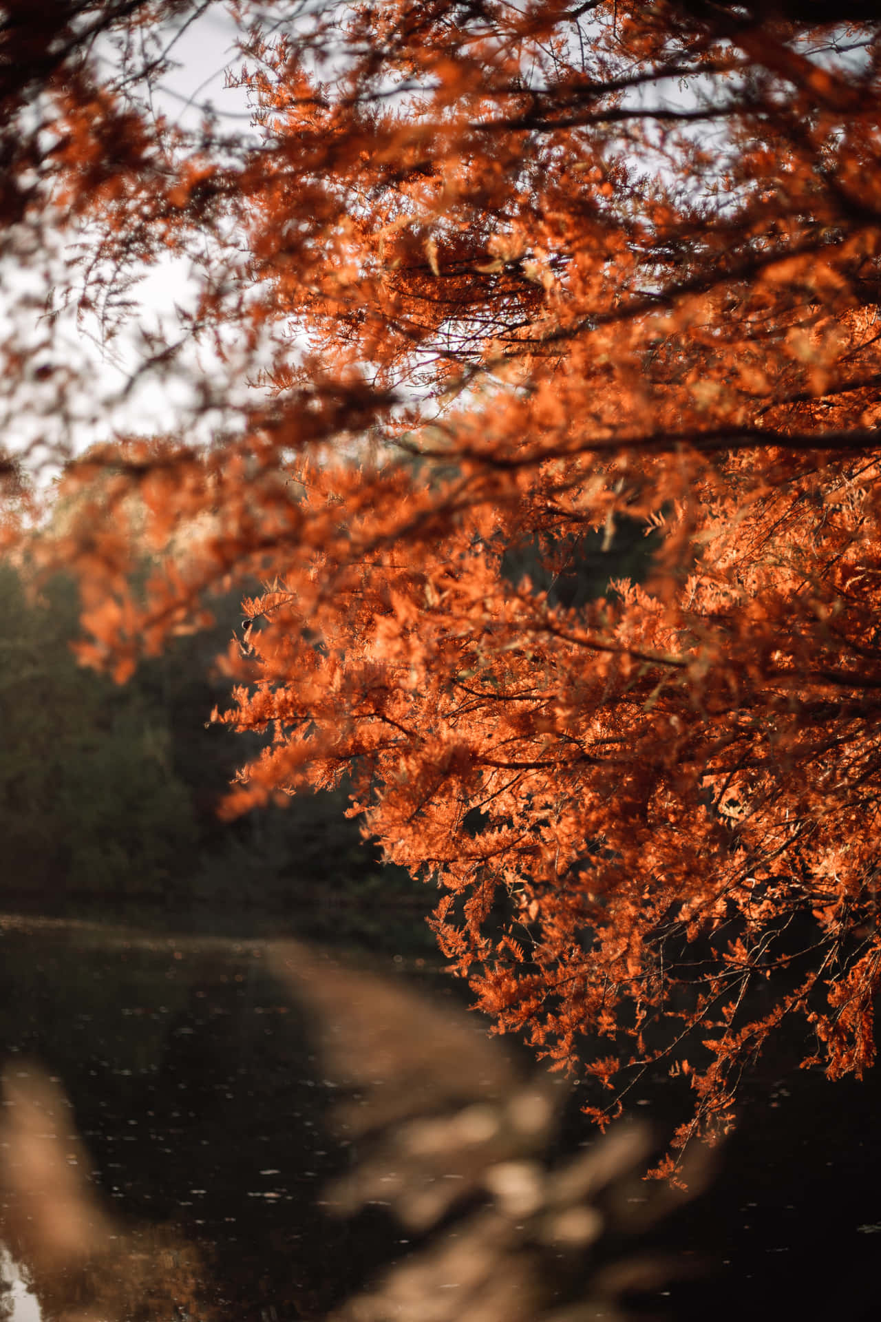 Tumblr Bilder Für Den Herbst