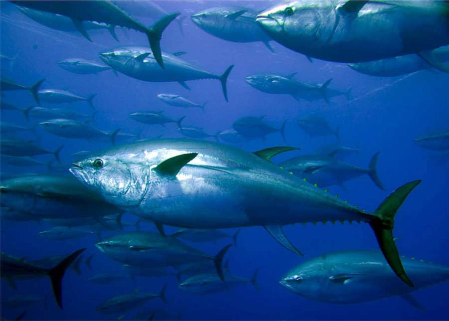 A large school of tuna swimming in clear blue ocean water. — Tuna Wallpaper