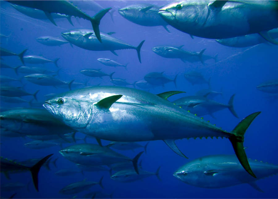 Tuna Background Wallpaper