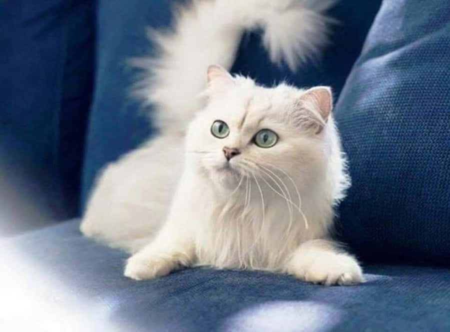 Turkish Angora Achtergrond