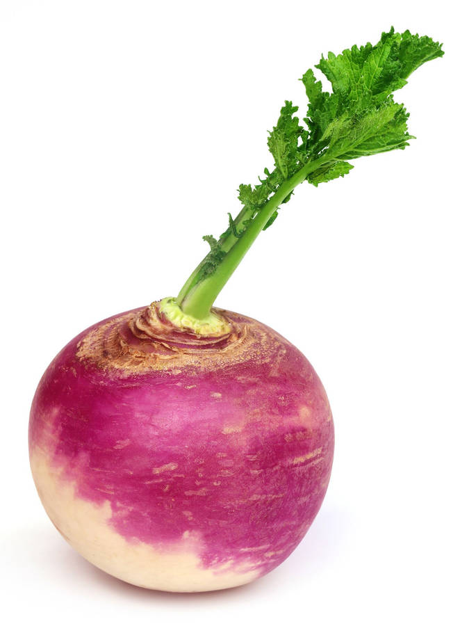 Turnip Pictures Wallpaper