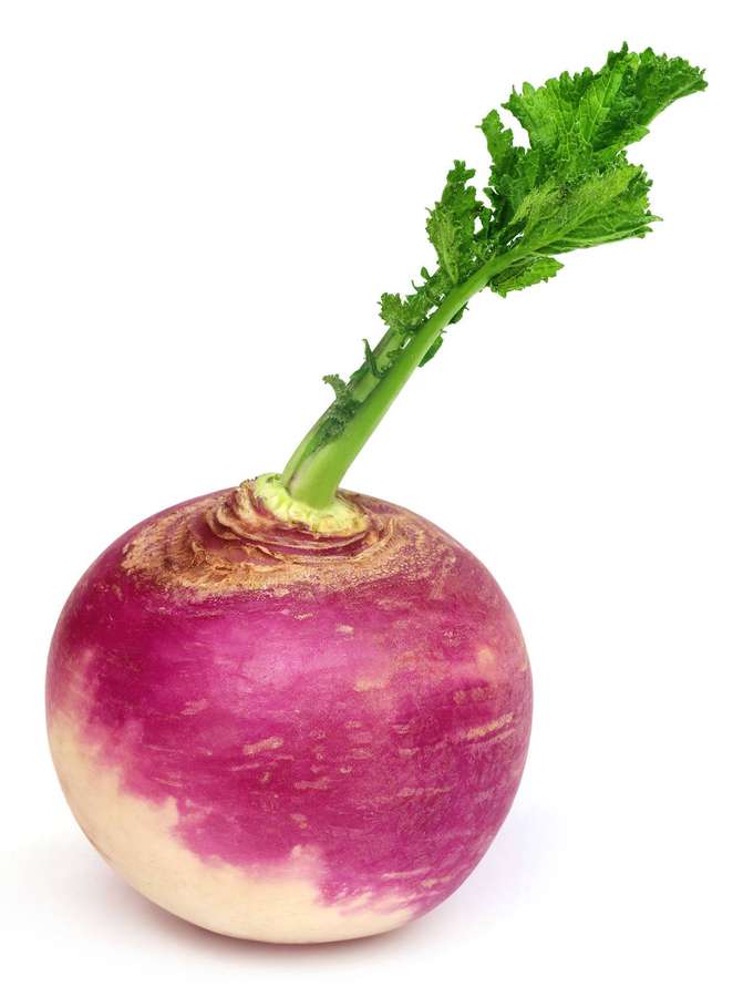 A fresh turnip with green leaves on a white background. — Turnip Wallpaper
