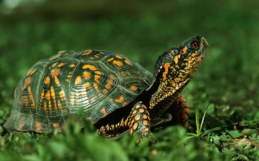 Box turtle with orange and green shell walking in grass — Turtle Background