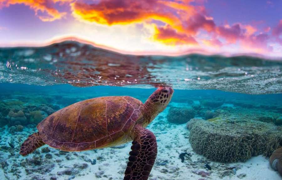 Sea turtle swimming near coral reef during colorful sunset — Turtle Picture