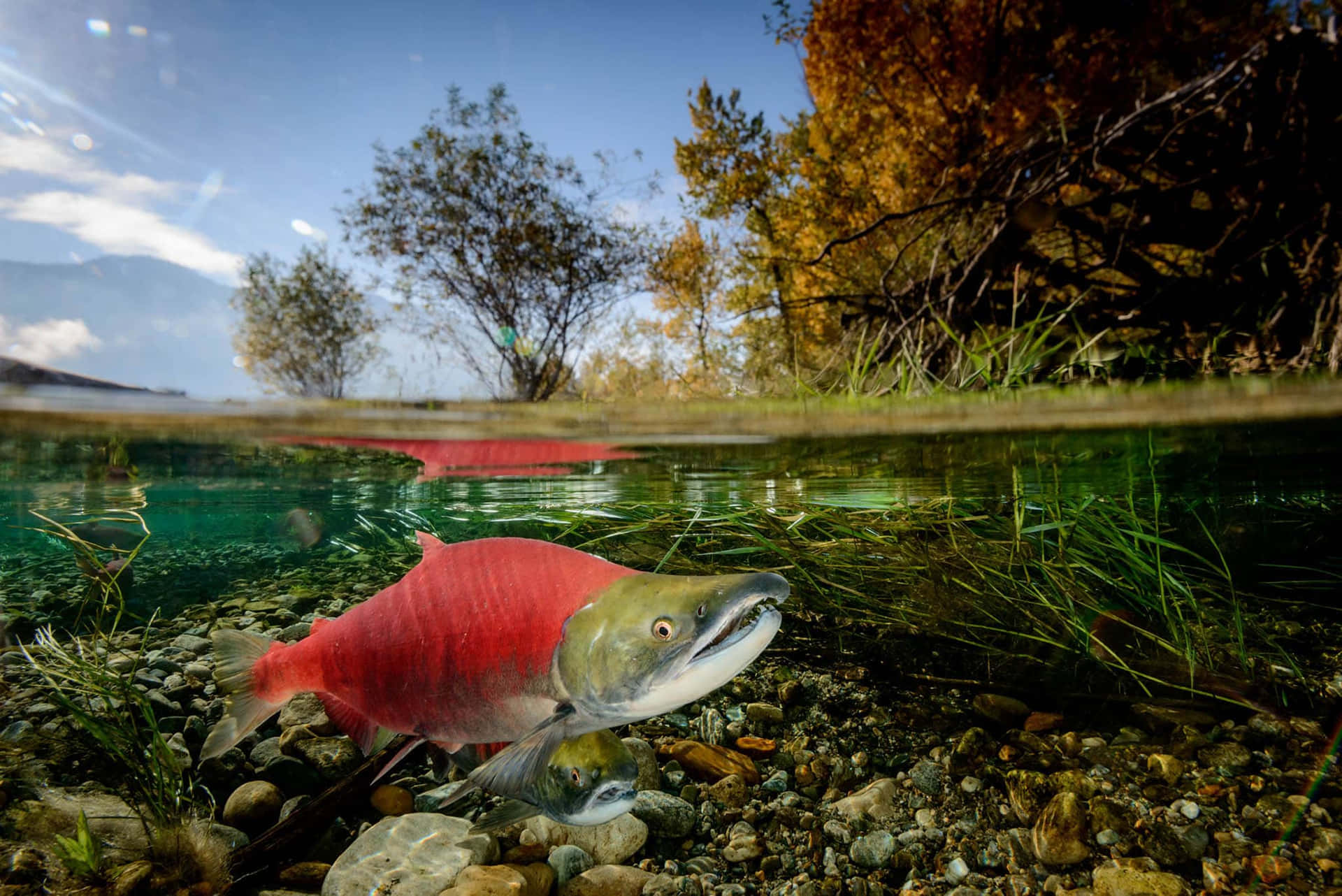 Tyynenmeren Lohi Taustakuva