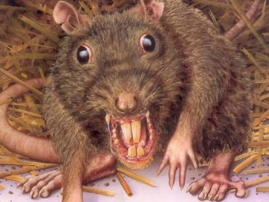 Ugly Rat Pictures Wallpaper