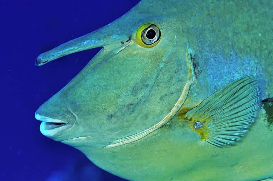 Lähikuva vihreästä yksisarviskalasta, jolla on pitkä kuono uimassa sinisessä vedessä. — Unicorn Fish Taustakuvat