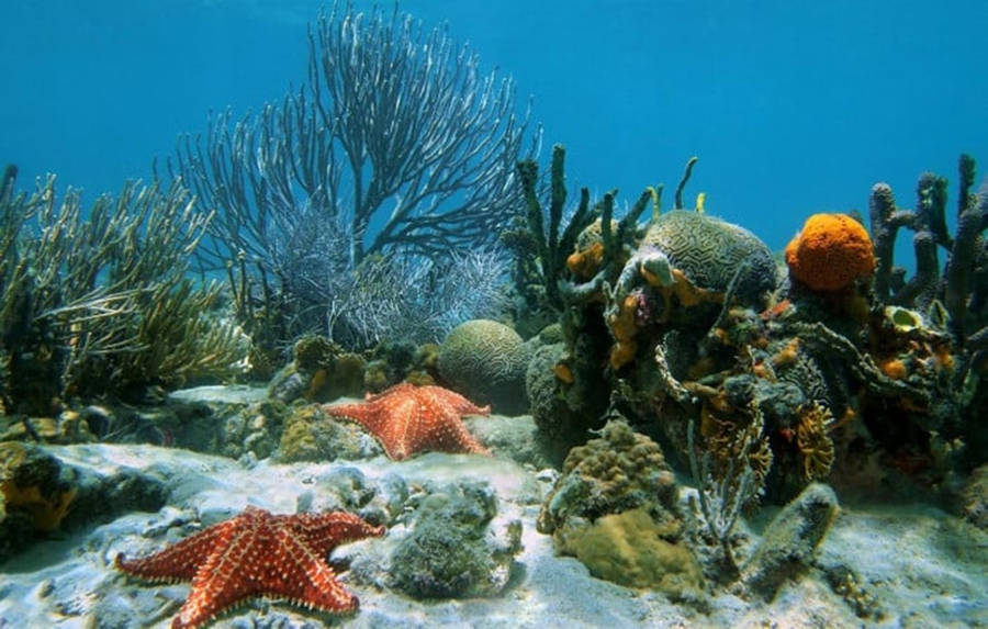 Unterwasser Hintergrundbilder