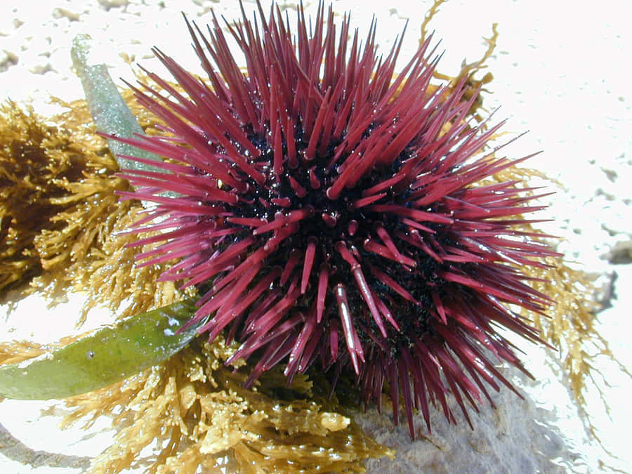 Urchin Taustakuva