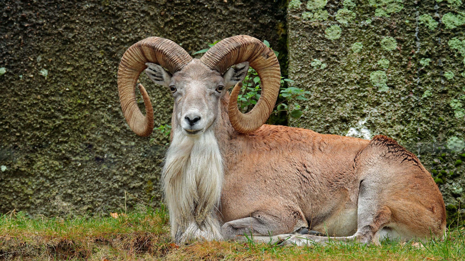 Urial Fond d'écran