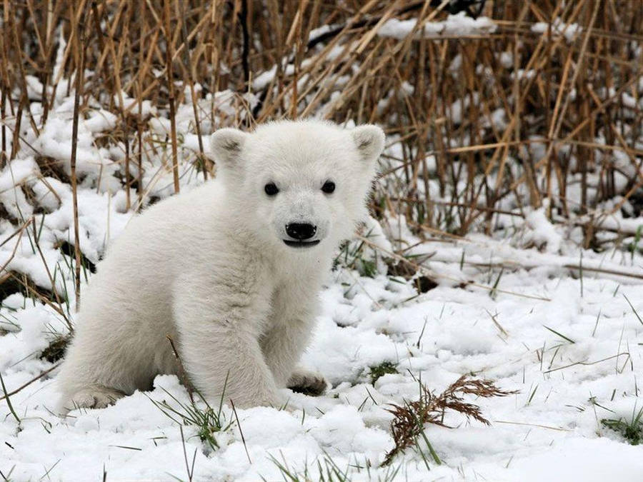 Urso Polar Papel de Parede