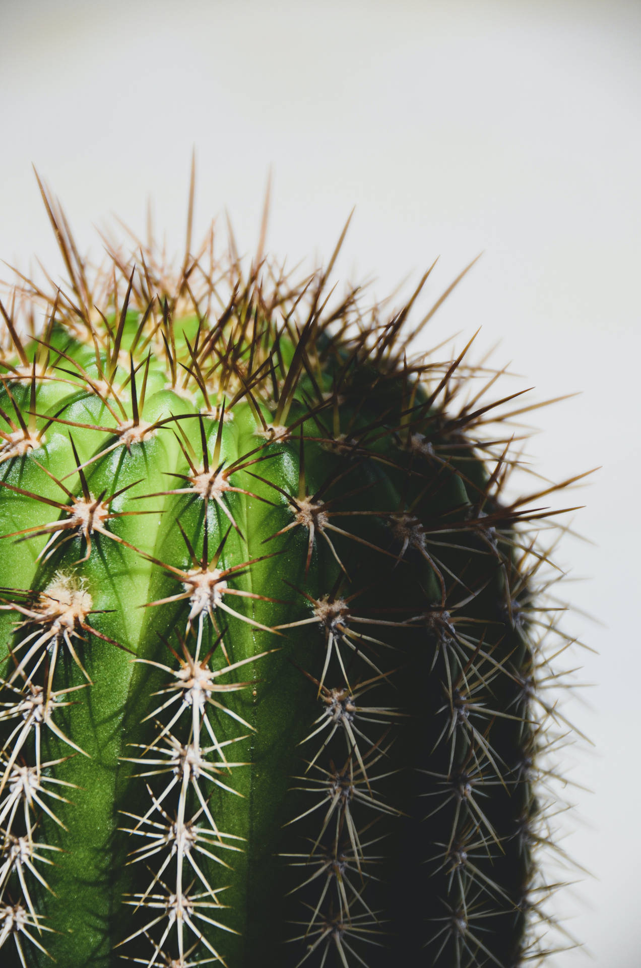 Free Cactus Wallpaper Downloads, [300+] Cactus Wallpapers for FREE |  