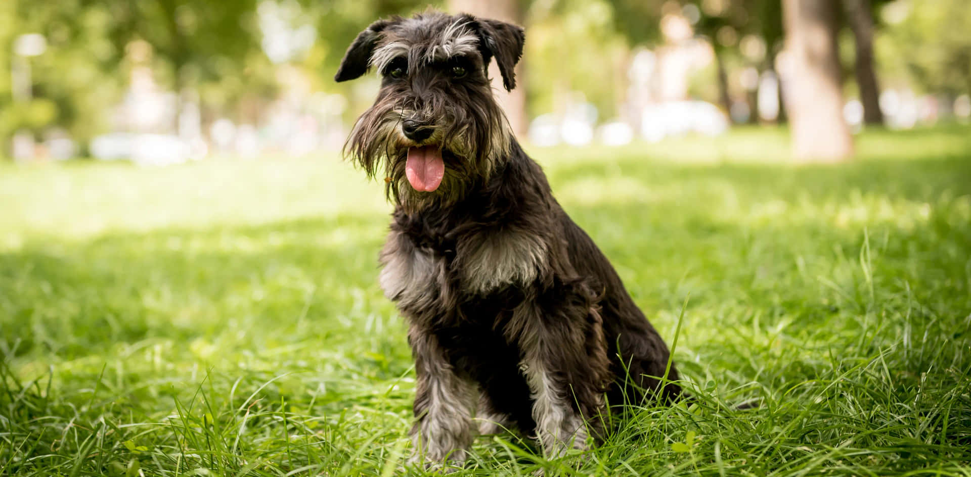Free Schnauzer Pictures , [100+] Schnauzer Pictures for FREE