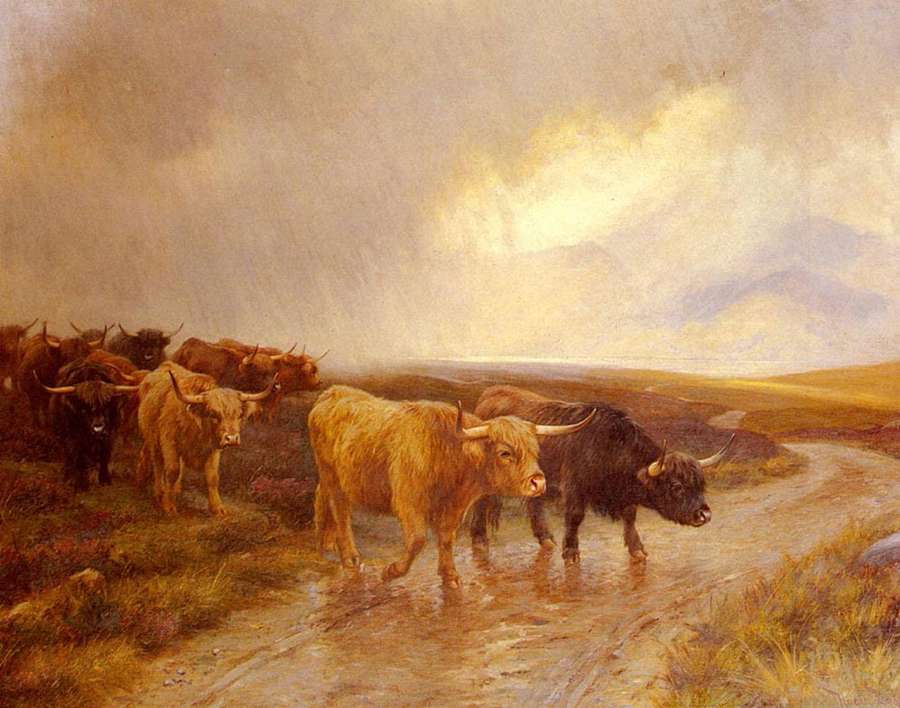 Gado das Terras Altas atravessando um riacho lamacento em um campo escocês ao entardecer. — Vaca das Terras Altas Papéis de Parede