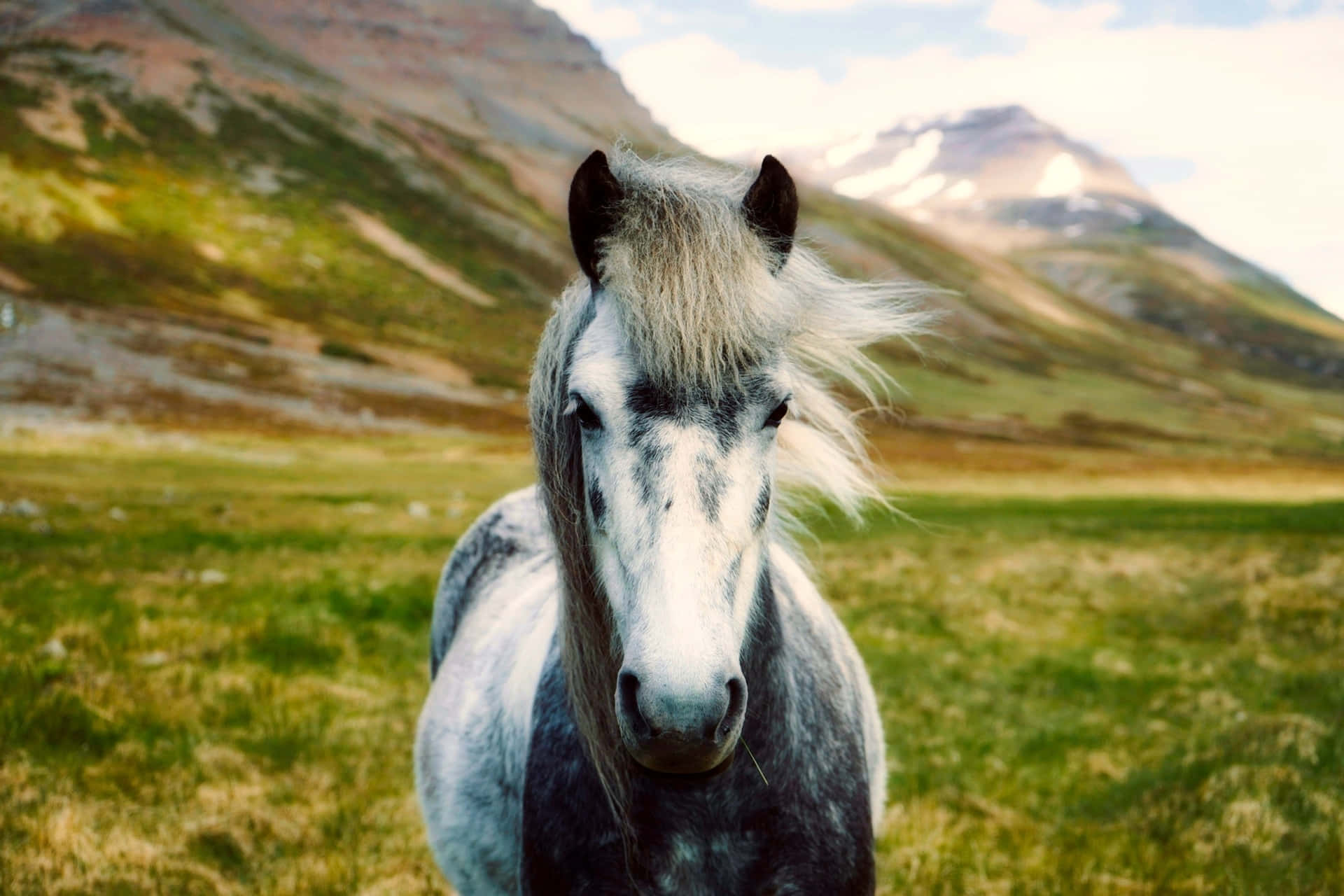Vackra Hästar Bilder