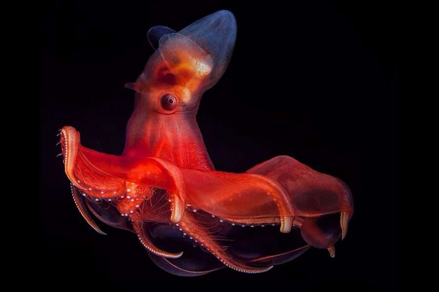 Ein leuchtender roter Tintenfisch mit durchscheinendem Körper und großem Auge vor schwarzem Hintergrund. — Vampire Squid Wallpaper