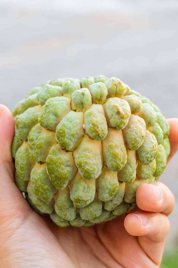 Hand, die eine grüne Cherimoya mit höckeriger Schale hält. — Vanillepudding Wallpaper