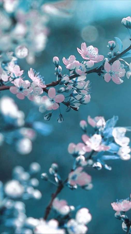 Rosa kirsebærblomster på grener med teal bakgrunnsuskarphet — Vårblomstring Bakgrunner