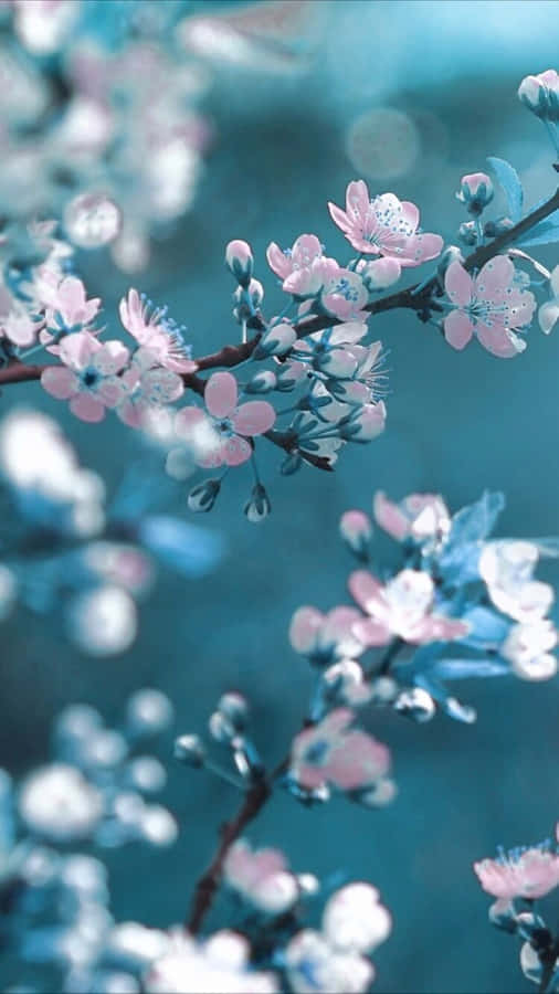 Rosa kirsebærblomster på grener med teal bakgrunnsuskarphet — Vårblomstring Bakgrunner