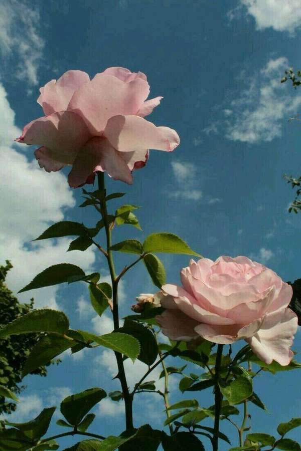 Dos rosas rosadas con hojas verdes contra un cielo azul con nubes blancas. — Ver Fondos de pantalla