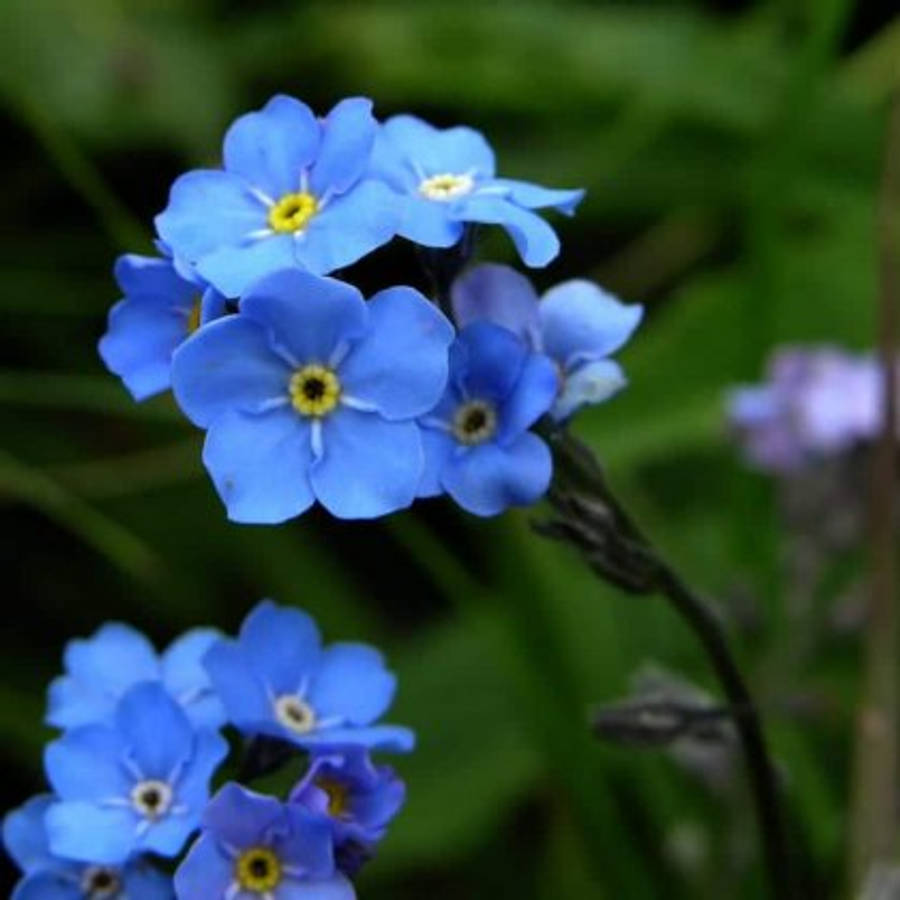 Vergeet-mij-niet Bloem Achtergrond