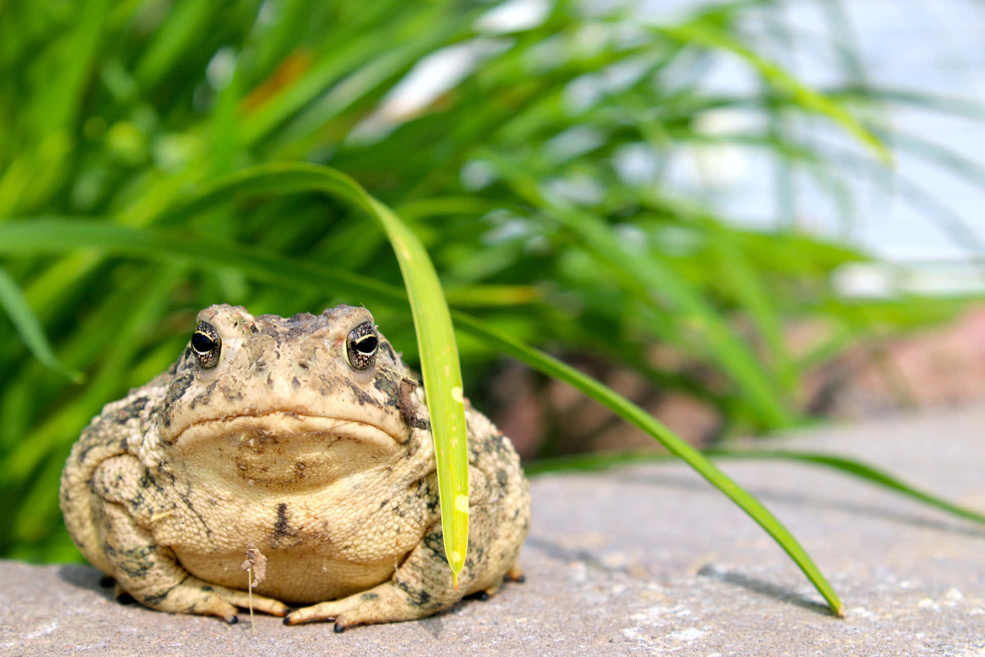 Véritable Crapaud Fond d'écran