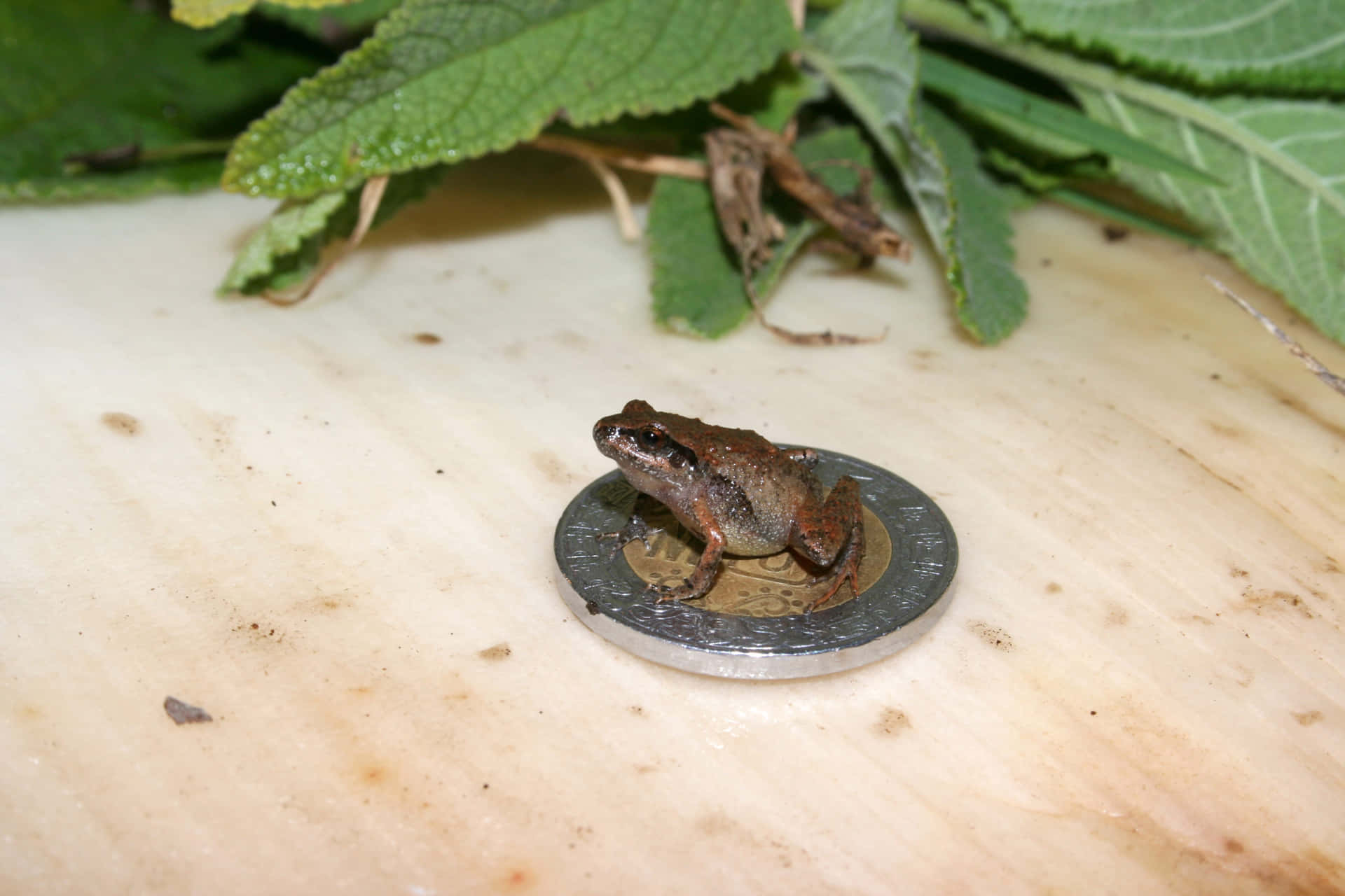 Véritable Grenouille Fond d'écran