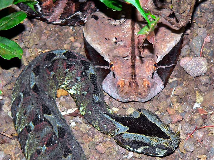 Uma lagartixa de cauda de folha camuflada descansando em rochas e folhas do chão da floresta. — Víbora do Gabão Papéis de Parede