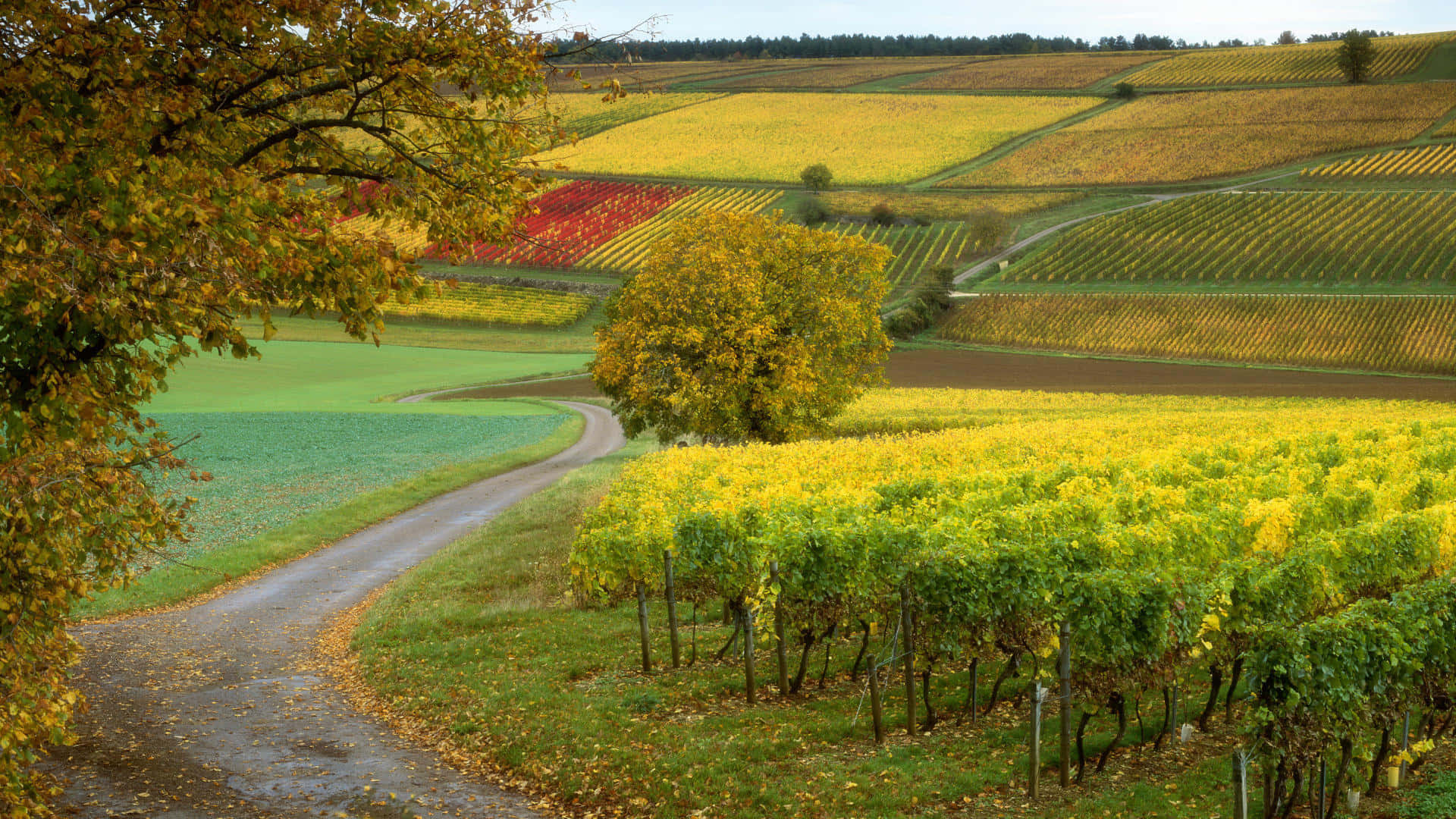 Vignoble Fond d'écran