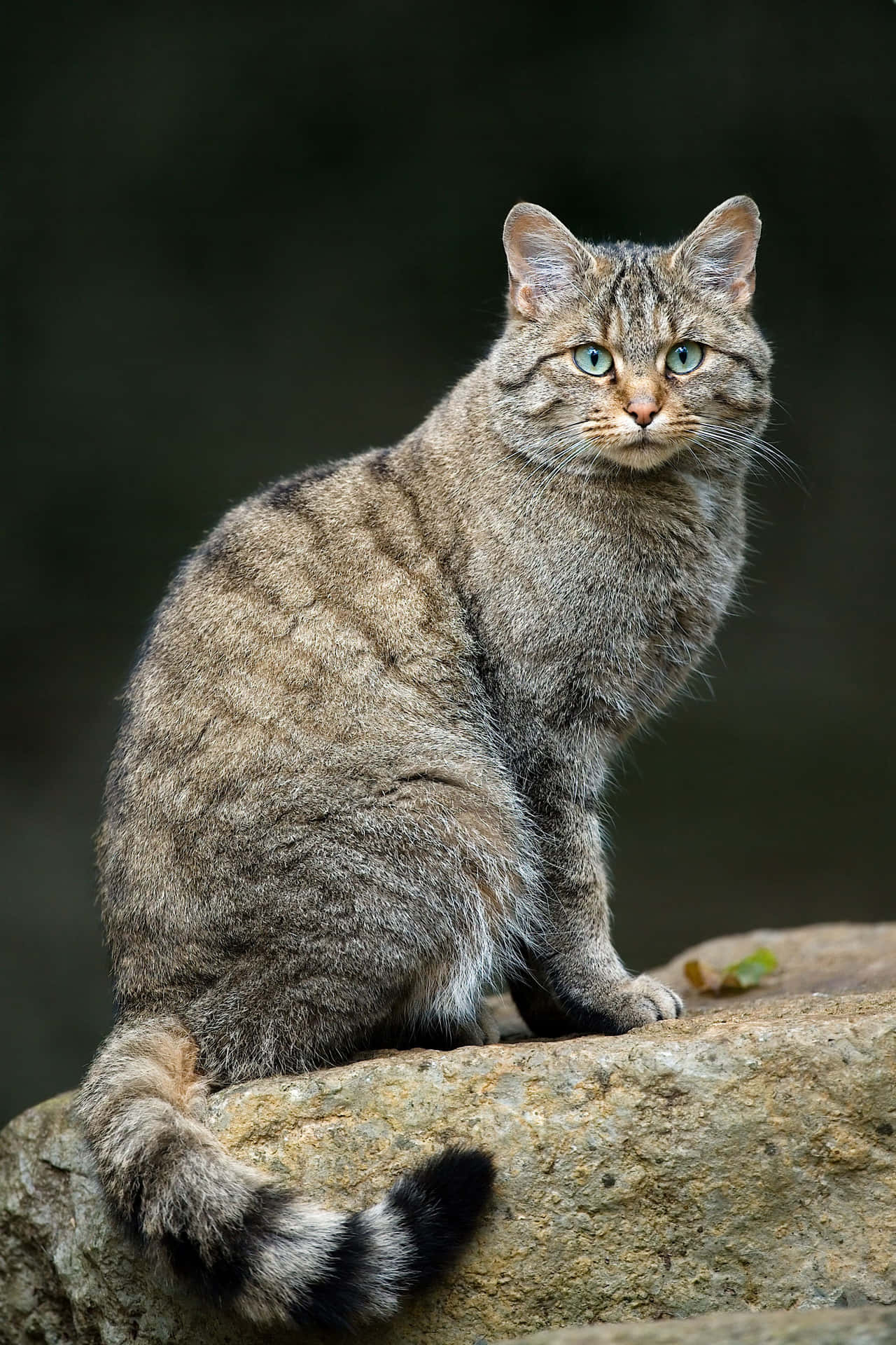 Villkatt Bakgrunnsbildet