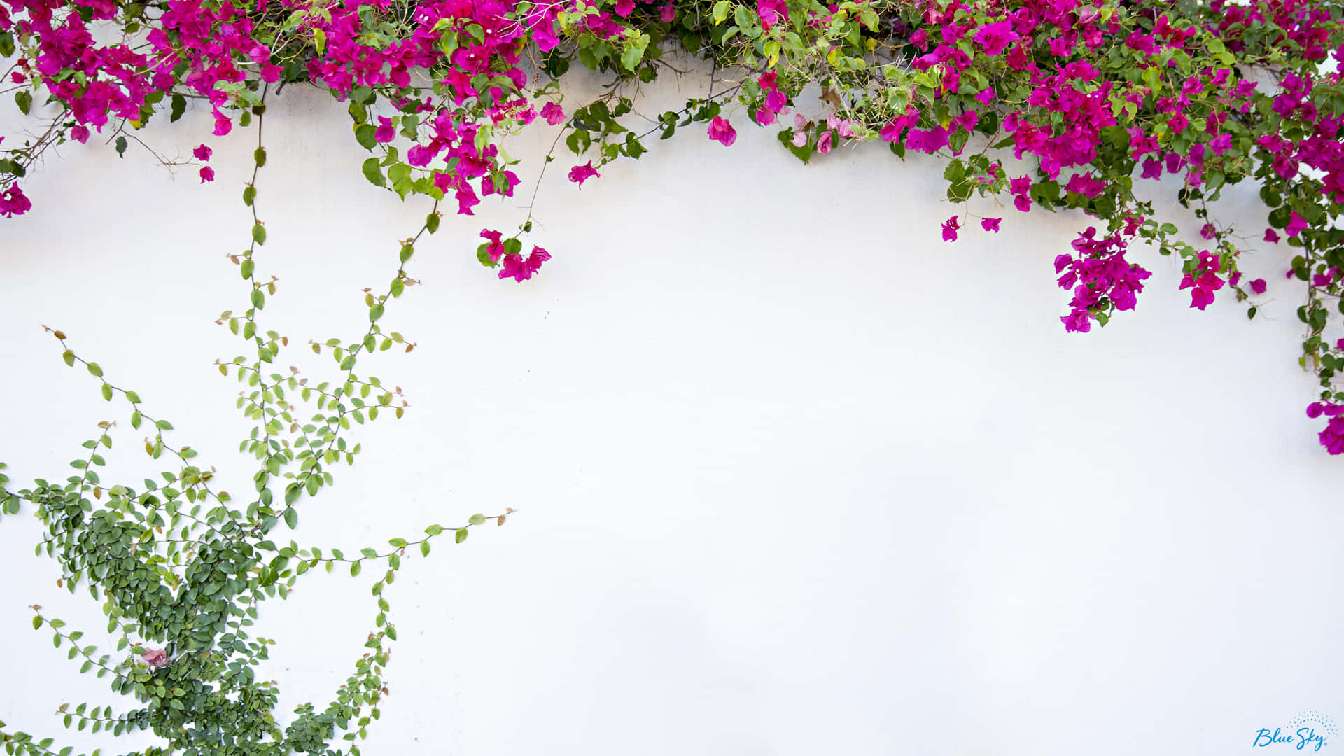 Rosa bougainvillea-blommor och gröna rankor som klättrar på en vit vägg. — Vinstockar bakgrund Bakgrunder
